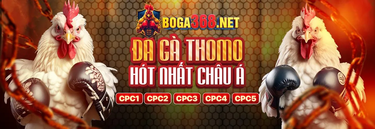 Sàn đấu gà chọi trực tiếp C2 với hình ảnh chân thực